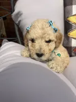 Teal collar, a female Goldendoodle for sale in Memphis, TN – 9 of 9