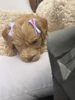 Purple collar, a female Goldendoodle for sale in Memphis, TN – 6 of 8