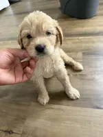Blue collar, a male Goldendoodle for sale in Memphis, TN – 2 of 3