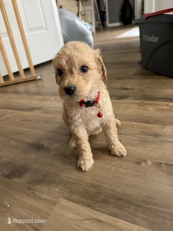 Red collar – Goldendoodle puppy for sale in Memphis, TN