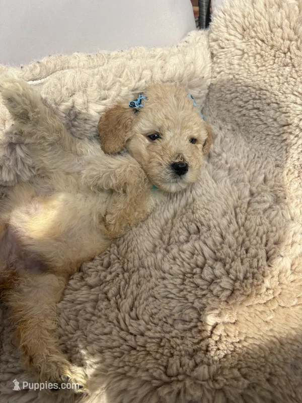 Teal collar – Goldendoodle puppy for sale in Memphis, TN