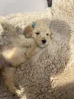 Teal collar, a female Goldendoodle for sale in Memphis, TN – 1 of 9