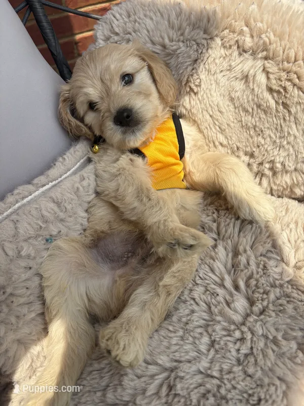 Yellow collar – Goldendoodle puppy for sale in Memphis, TN