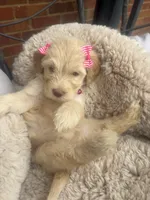 Magenta collar female , a female Goldendoodle for sale in Memphis, TN – 6 of 6