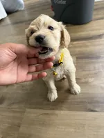 Yellow collar, a male Goldendoodle for sale in Memphis, TN – 2 of 2