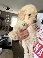 Green collar, a male Goldendoodle for sale in Memphis, TN – 3 of 4