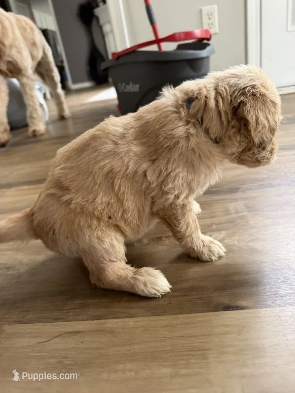 Blue collar – Goldendoodle puppy for sale in Memphis, TN