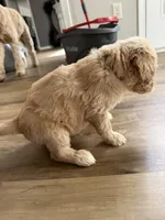 Blue collar, a male Goldendoodle for sale in Memphis, TN – 1 of 3