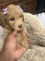 Purple collar, a female Goldendoodle for sale in Memphis, TN – 5 of 8
