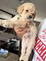 Green collar, a male Goldendoodle for sale in Memphis, TN – 4 of 4