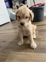 Blue collar, a male Goldendoodle for sale in Memphis, TN – 3 of 3