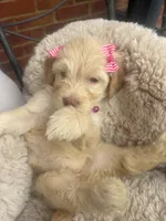 Magenta collar female , a female Goldendoodle for sale in Memphis, TN – 5 of 6