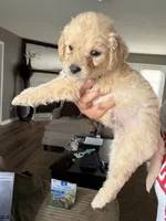 Green collar, a male Goldendoodle for sale in Memphis, TN – 2 of 4
