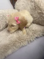 Magenta collar female , a female Goldendoodle for sale in Memphis, TN – 4 of 6