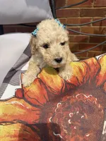 Teal collar, a female Goldendoodle for sale in Memphis, TN – 3 of 9