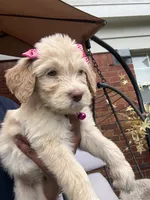 Magenta collar female , a female Goldendoodle for sale in Memphis, TN – 2 of 6
