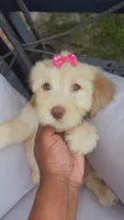 Female golden doodle baby, a female Goldendoodle for sale in Memphis, TN – 4 of 6