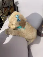 Teal collar, a female Goldendoodle for sale in Memphis, TN – 4 of 9