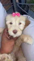 Female golden doodle baby, a female Goldendoodle for sale in Memphis, TN – 2 of 6