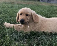 Service dog Quality, a  Golden Retriever for sale in Gardner, KS – Photo 7 of 9