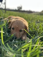 Service dog Quality, a  Golden Retriever for sale in Gardner, KS – Photo 9 of 9