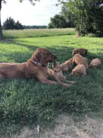 Service dog Quality, a  Golden Retriever for sale in Gardner, KS – Photo 6 of 9