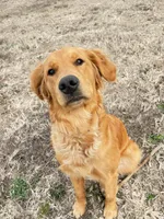 Service/Therapy Dog Quality, a  Golden Retriever for sale in Gardner, KS – Photo 10 of 10