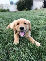 Service dog Quality, a  Golden Retriever for sale in Gardner, KS – Photo 4 of 9