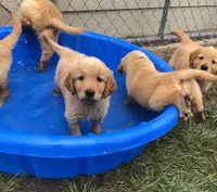 Service dog Quality, a  Golden Retriever for sale in Gardner, KS – Photo 1 of 9