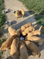 Service dog Quality, a  Golden Retriever for sale in Gardner, KS – Photo 2 of 9
