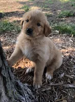 Service dog Quality, a  Golden Retriever for sale in Gardner, KS – Photo 8 of 9