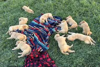 Service dog Quality, a  Golden Retriever for sale in Gardner, KS – Photo 3 of 9