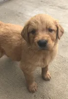 Service dog Quality, a  Golden Retriever for sale in Gardner, KS – Photo 5 of 9