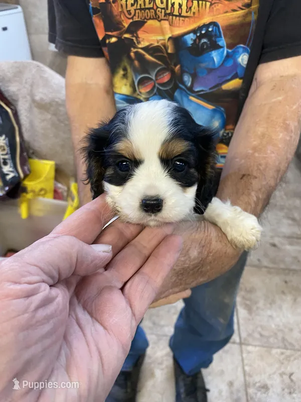 Princess, a female Cavalier King Charles Spaniel for sale in Willis, TX – Photo 1 of 4