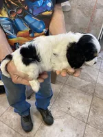 Princess, a female Cavalier King Charles Spaniel for sale in Willis, TX – Photo 4 of 4