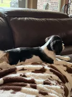 Buddy, a male Cavalier King Charles Spaniel for sale in Willis, TX – Photo 3 of 6
