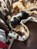 Buddy, a male Cavalier King Charles Spaniel for sale in Willis, TX – Photo 6 of 6