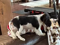 Buddy, a male Cavalier King Charles Spaniel for sale in Willis, TX – Photo 1 of 6