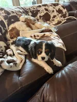 Buddy, a male Cavalier King Charles Spaniel for sale in Willis, TX – Photo 4 of 6