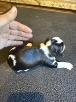 Winston, a male Cavalier King Charles Spaniel for sale in Willis, TX – Photo 3 of 4