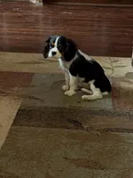 Buddy, a male Cavalier King Charles Spaniel for sale in Willis, TX – Photo 2 of 6