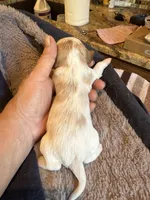 processed/8669382d-9ebc-4d65-8013-e0209ce1e138/listing/c420218b-4745-474f-a63c-e74d6004c13b/7cf0c53c-8f83-44dd-86cf-a812ce3874a2