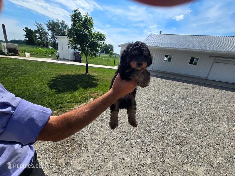Cast1 – Yorkipoo puppy for sale in Silver Spring, MD