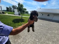 Cast1, a male Yorkipoo for sale in Silver Spring, MD – 1 of 1