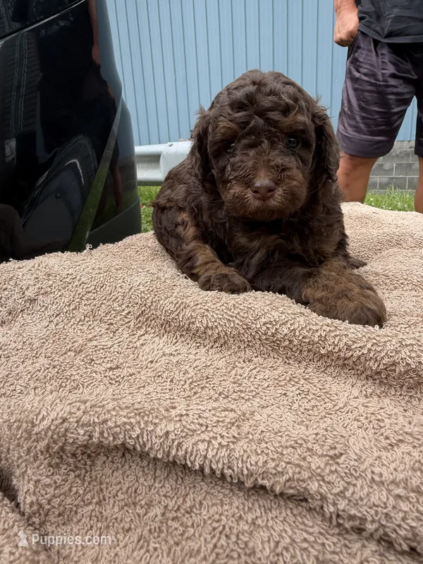 Tif 1 – Poodle - Toy  puppy for sale in Silver Spring, MD