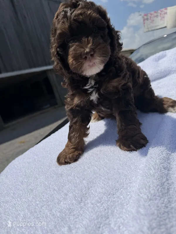 Coffe – Cavapoo puppy for sale in Silver Spring, MD