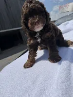 Coffe, a female Cavapoo for sale in Silver Spring, MD – 1 of 1
