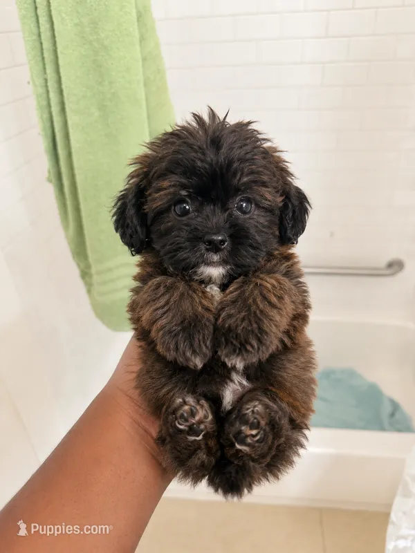 Coco t – Shihpoo puppy for sale in Silver Spring, MD