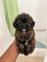 Coco t, a male Shihpoo for sale in Silver Spring, MD – 1 of 1