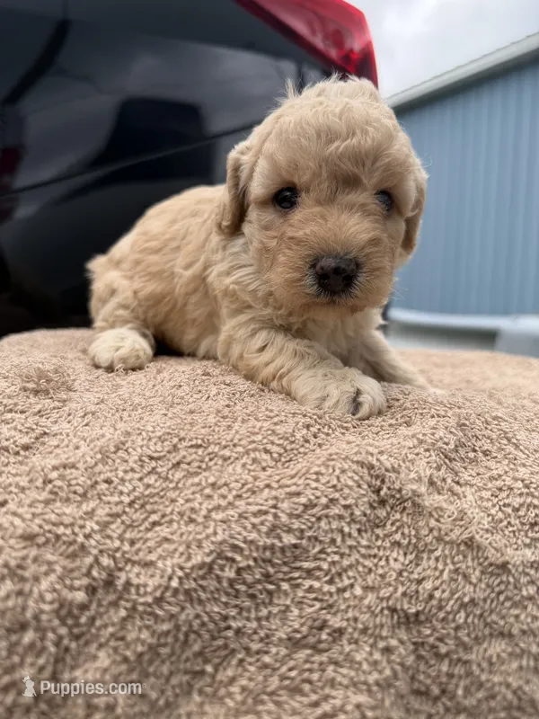 Coraa1 – Poodle - Toy  puppy for sale in Silver Spring, MD